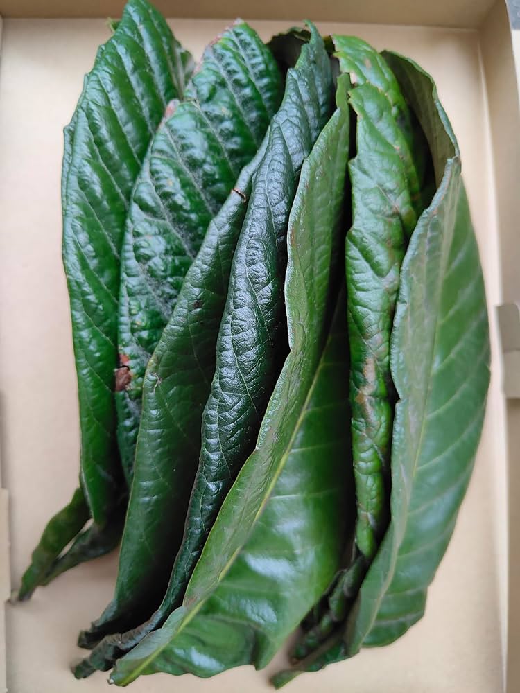 Amazon.co.jp: ビワの生葉 10枚 ビワ温灸に最適 ビワの葉っぱ×10